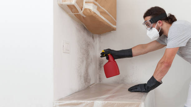 Professional Black Mold Remediation technician working in Northbrook, IL